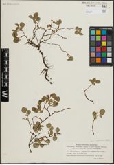 Foto von Salix herbacea L. x Salix nummularia Andersson